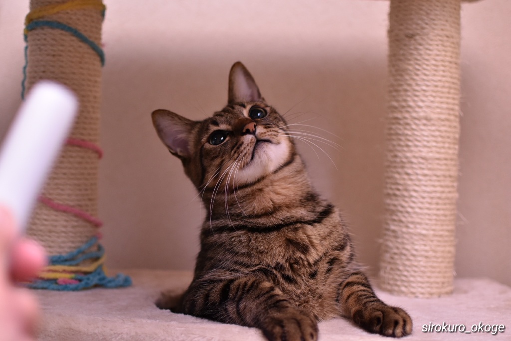 猫 撮影中w