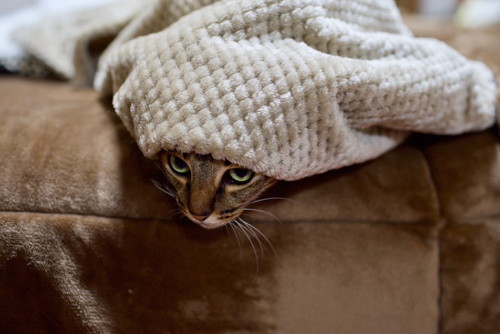 猫ではないと思う・・