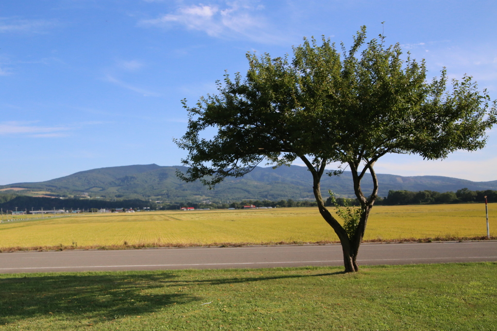 稲穂の大地