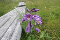 木道の花