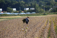 収穫前の草取り