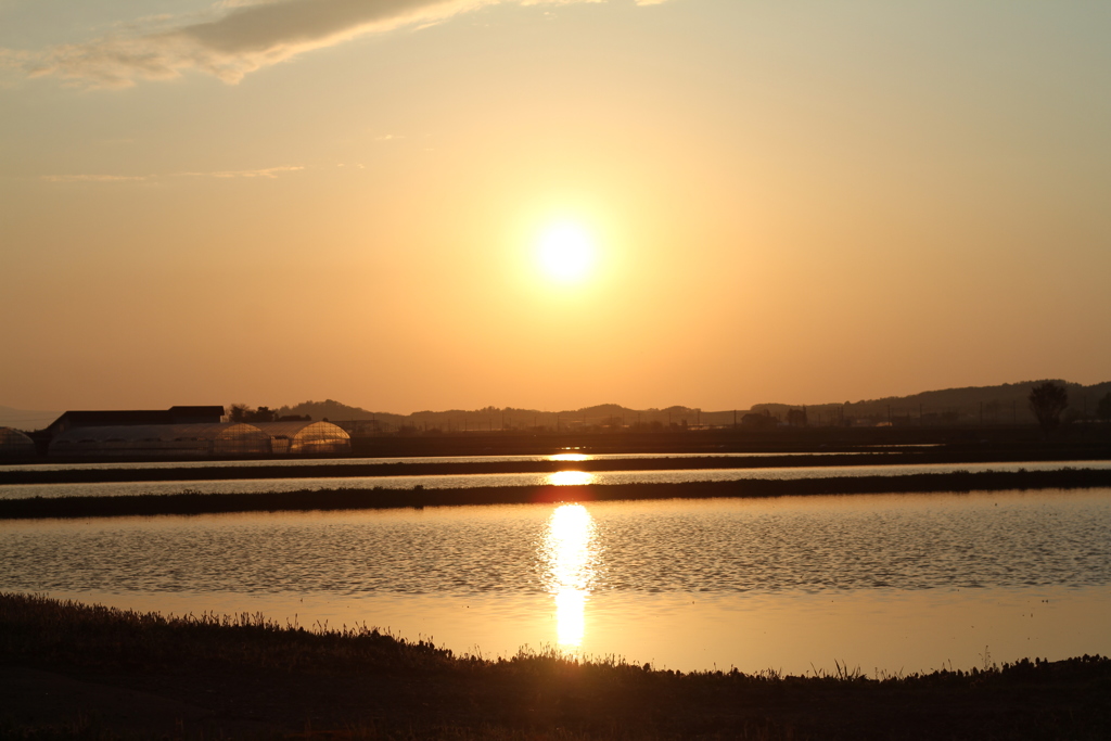 水田の夕暮れ