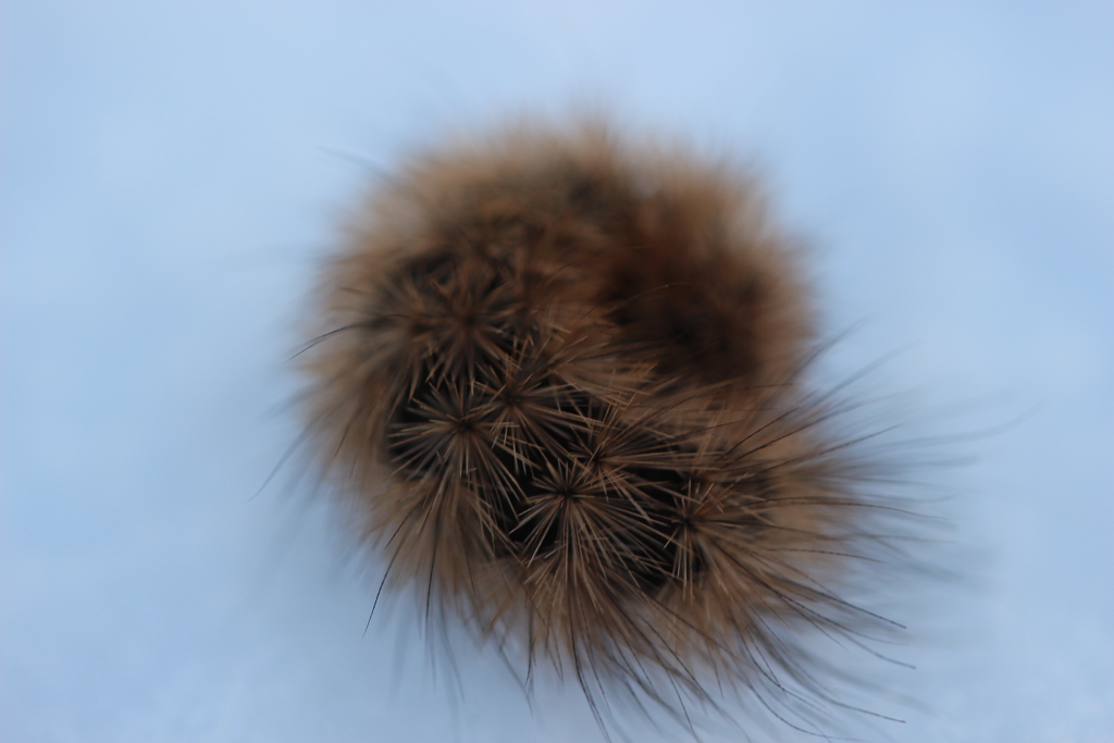 雪の上の毛虫