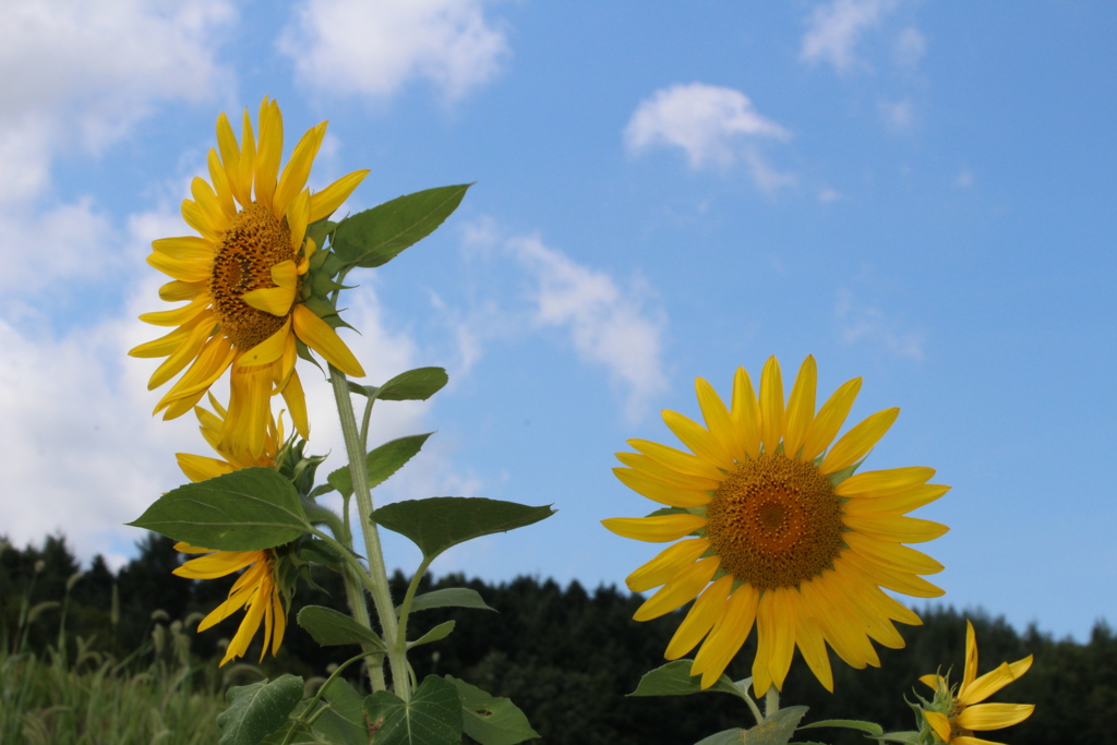 夏の花はひまわり