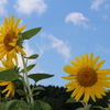 夏の花はひまわり