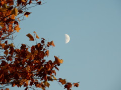 月と柏の木