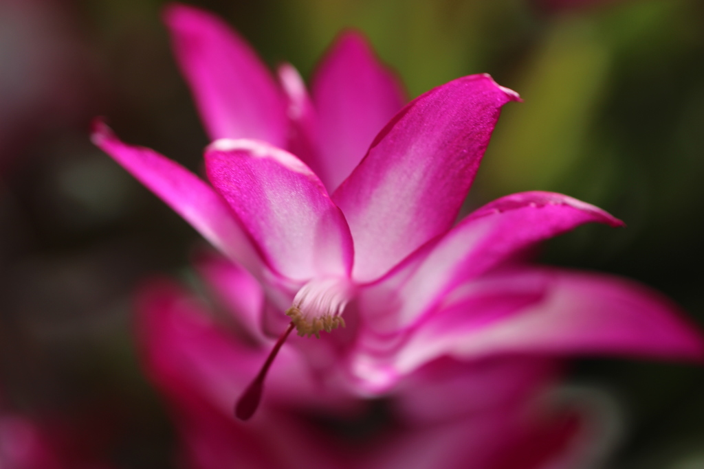 ピンクの花