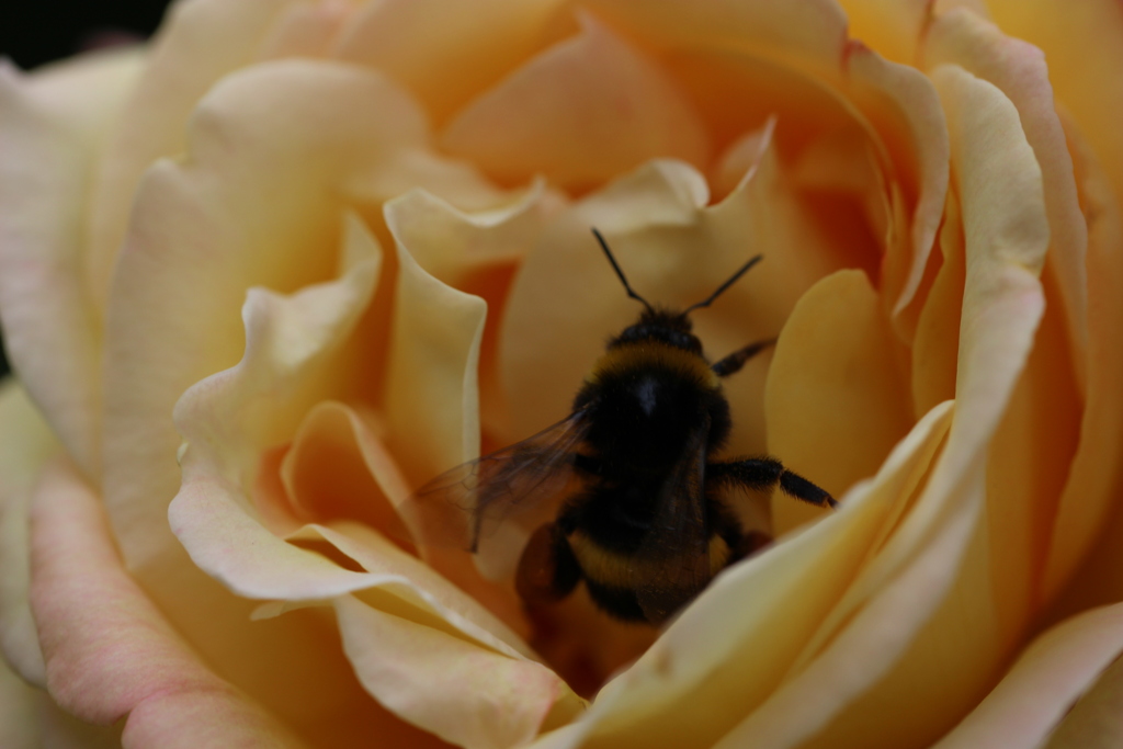 薔薇にクマバチ