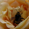 薔薇にクマバチ