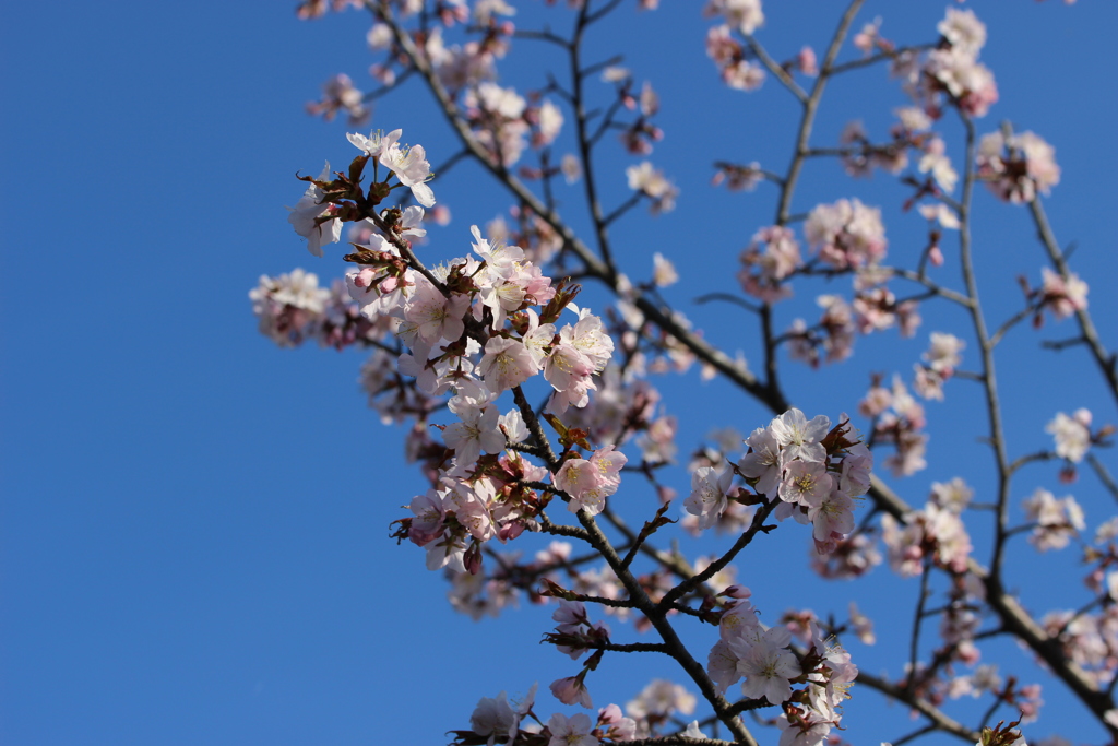 桜