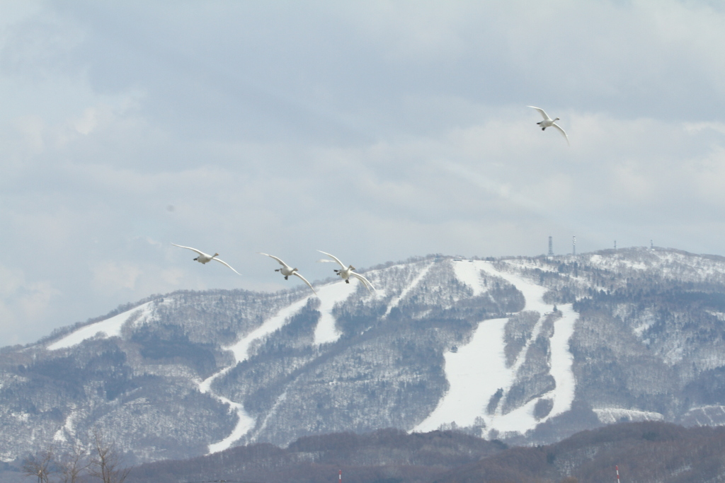 里山に白鳥