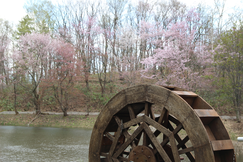水車と桜