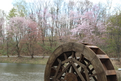 水車と桜