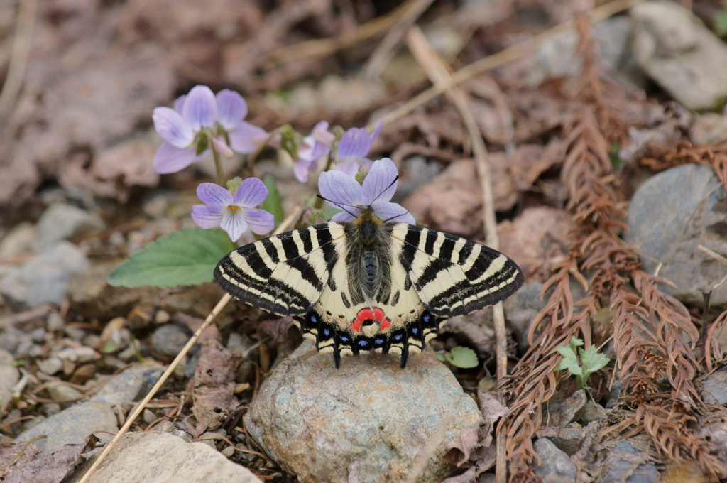 ヒメギフチョウ　タチツボスミレで吸蜜