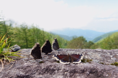 キベリタテハの集団吸水