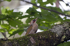 アオゲラ♀　警戒