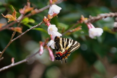 ギフチョウ♀　ソメイヨシノで吸蜜