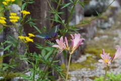 キツネノカミソリに訪花するミヤマカラスアゲハ