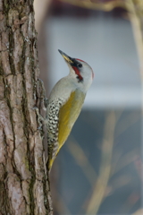 アオゲラ　2009/02/05