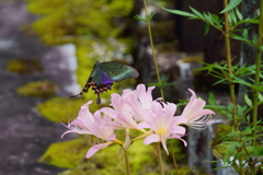 キツネノカミソリに訪花するミヤマカラスアゲハ