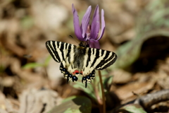 ヒメギフチョウ　カタクリで吸蜜