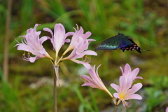 キツネノカミソリに訪花するミヤマカラスアゲハ