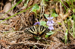 ギフチョウ　タチツボスミレで吸蜜