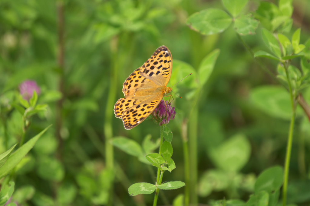 ウラギンスジヒョウモン　吸蜜