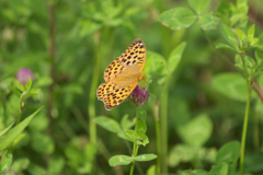 ウラギンスジヒョウモン　吸蜜