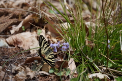 ヒメギフチョウ　吸蜜