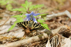 ギフチョウ　キクザキイチゲで吸蜜