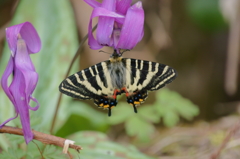 ギフチョウ　カタクリで吸蜜