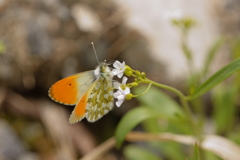 クモマツマキチョウ　ミヤマハタザオで吸蜜