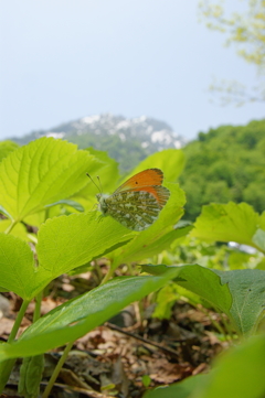 クモマツマキチョウと不帰岳