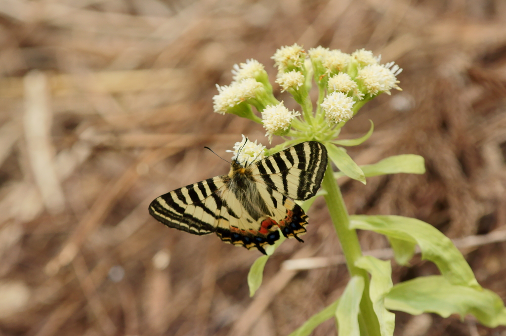 ヒメギフチョウ　フキノトウで吸蜜