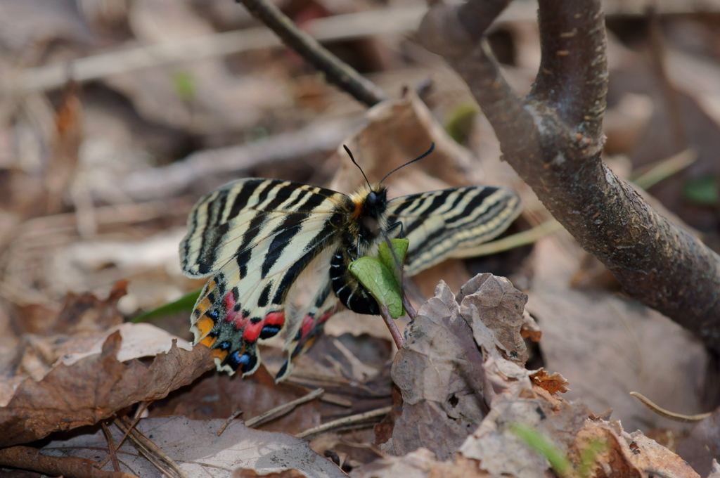 ギフチョウ　イエローバンド型　産卵
