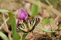 ヒメギフチョウ　カタクリで吸蜜