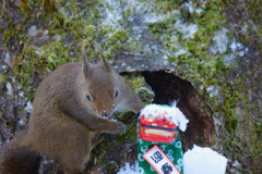 我が家に毎日やって来るリス達　2016/01/02