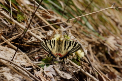 ヒメギフチョウ　フキノトウで吸蜜