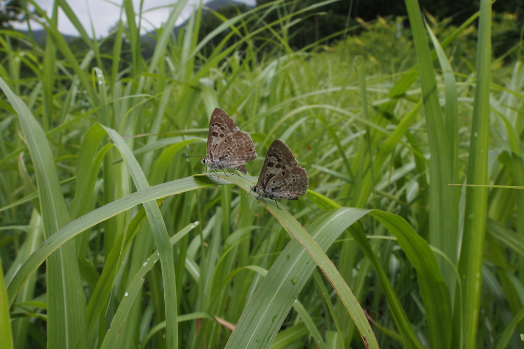 クロシジミ　2015/07/09　長野県