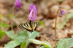 ヒメギフチョウ　カタクリで吸蜜