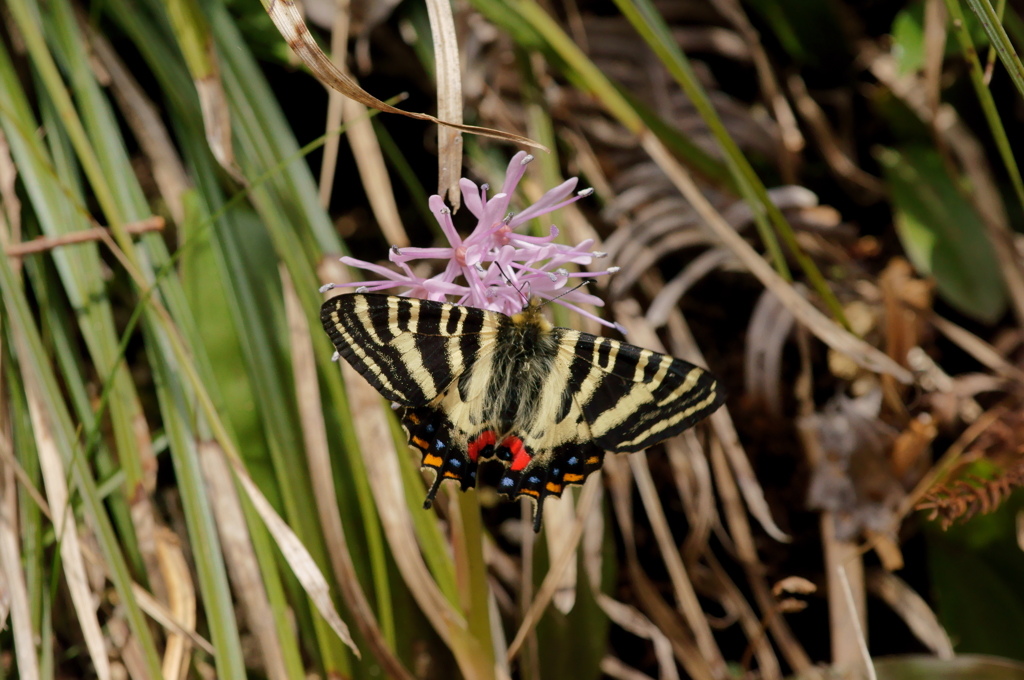 ギフチョウ　ショウジョウバカマで吸蜜