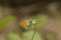 クモマツマキチョウ　ミヤマハタザオで吸蜜