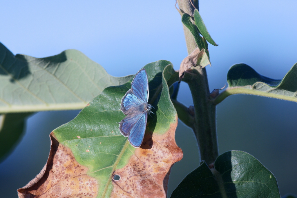 ウラジロミドリシジミ♂　植樹カシワの葉上で開翅