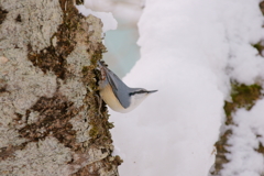 ゴジュウカラ　2010/01/24