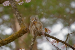 「花に酔う」我が家に毎日やつて来るリス達　2009/04/23