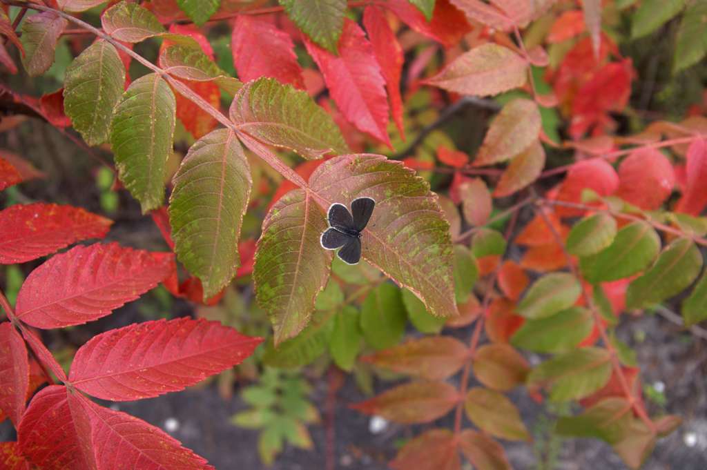 ヌルデの紅葉とクロツバメシジミ