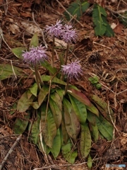 名前は知らない？