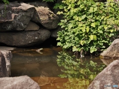 池のぬし