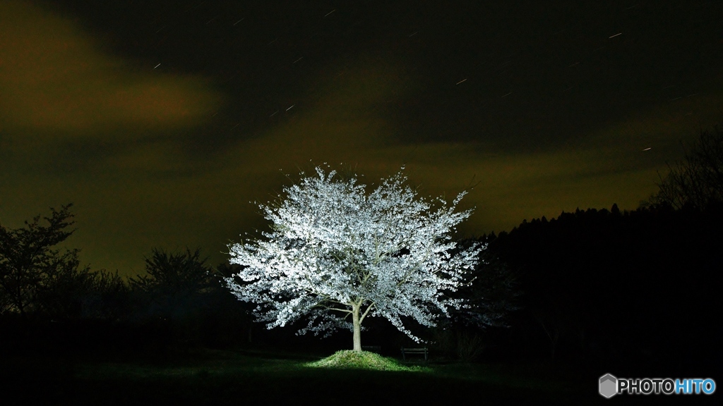 夜の一本桜（ニックネーム変更）